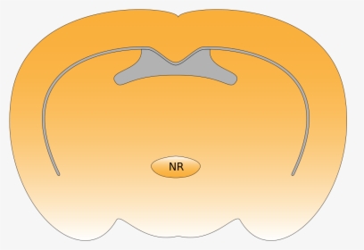 Nucleus Reuniens, HD Png Download, Free Download