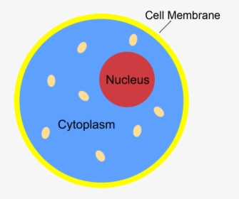 Nucleus Transparent Science - Cytoplasm Hd, HD Png Download, Free Download