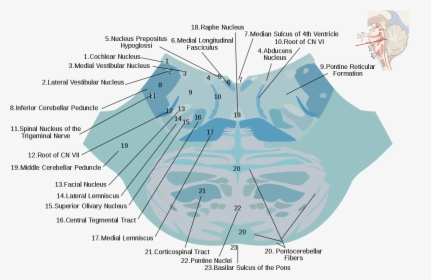 Pons Cross Section Labeled, HD Png Download, Free Download