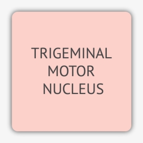 Trigeminal Motor Nucleus, HD Png Download, Free Download