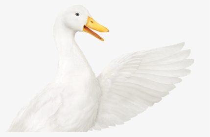 aflac duck clipart free