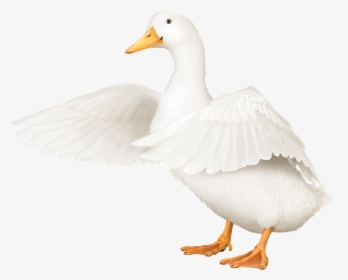 Aflac Duck Transparent, HD Png Download, Free Download