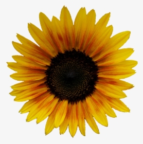 Yellow Aesthetic Flower Png, Transparent Png, Free Download