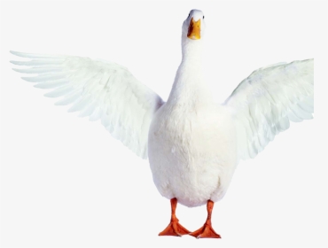 Aflac Duck Png - Seabird, Transparent Png, Free Download