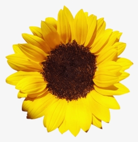 Gran Girasol - Sunflower Png Gif, Transparent Png, Free Download