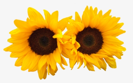 Girasol, Aislado, Flores, Brillante - Flowers Png Sun, Transparent Png, Free Download