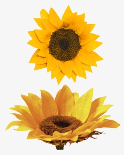 Sunflower , Png Download - Sunflower, Transparent Png, Free Download