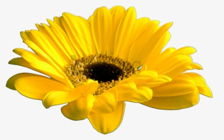 Free Png Download Yellow Flower Crown Transparent Png - Transparent Yellow Flower Crown, Png Download, Free Download