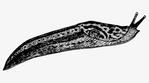 Leaf,monochrome Photography,invertebrate - Slug Drawing Png, Transparent Png, Free Download