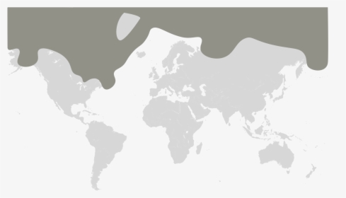 Polar Bear Map - World Map Header, HD Png Download, Free Download