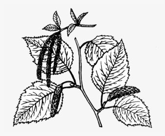 Birch - Illustration, HD Png Download, Free Download