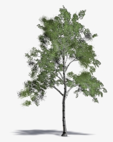Mexican Pinyon , Png Download - Pond Pine, Transparent Png, Free Download