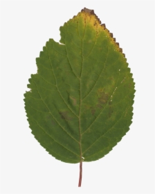 Canoe Birch , Png Download - Canoe Birch, Transparent Png, Free Download