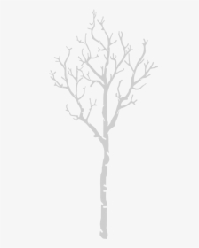 Birch, HD Png Download, Free Download