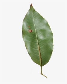 Prunus Serotina Leaves - Canoe Birch, HD Png Download, Free Download