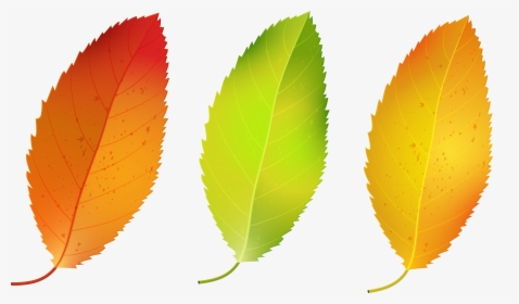 Three Fall Leaves Set - Birch Tree Leaves Fall, HD Png Download, Free Download
