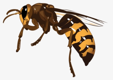 Hornet, HD Png Download, Free Download