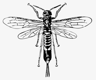 Horntail Wasp Scientific Drawing, HD Png Download, Free Download