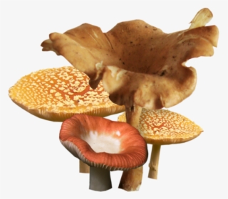 Mushroom, HD Png Download, Free Download