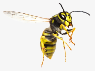 Fetty Wasp, HD Png Download, Free Download