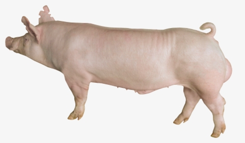 Pig Yorkshire, HD Png Download, Free Download