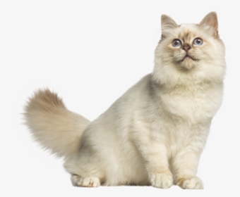 Imagens Em Png Gatos, Transparent Png, Free Download