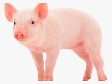Pig Iowa State Animal, HD Png Download, Free Download