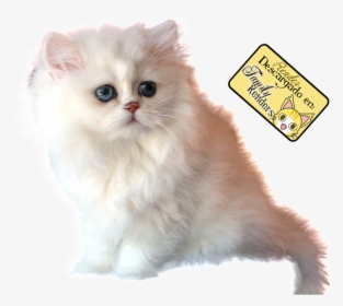 Cat , Png Download - Gato Persa Blanco, Transparent Png, Free Download