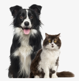 Border Collie Dog, HD Png Download, Free Download