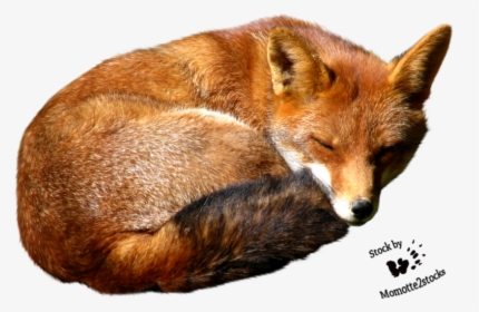 Fox Png Image - Red Fox Png, Transparent Png, Free Download
