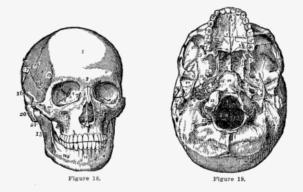 Skull Drawing Medical Png, Transparent Png, Free Download