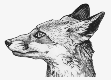 Fox Eyes Png Clipart - Fox Head Profile Drawing, Transparent Png, Free Download