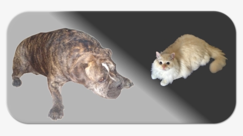Dexter & Nono - Ragamuffin, HD Png Download, Free Download