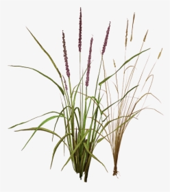 Foxtail Png, Transparent Png, Free Download
