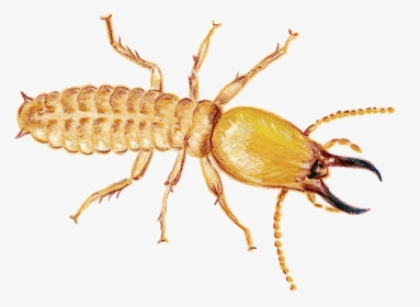 Termite Download Png Image - Termite Transparent Background, Png Download, Free Download