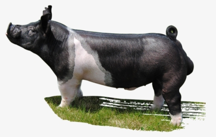 Pig Mauck Show Hogs Drinking Class Gaston Livestock - Domestic Pig, HD Png Download, Free Download