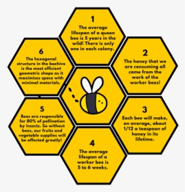 6 Facts About Bees - Diagram Of How Bees Make Honey, HD Png Download, Free Download