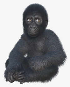 Gorillas Ar Game Ellen Degeneres - Mountain Gorilla, HD Png Download, Free Download