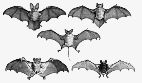 Bats, Wings, Line Art, Flying, Animals, Vintage, Old - Bat, HD Png Download, Free Download