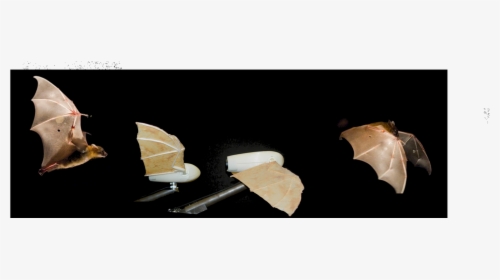 The Robotic Bat Wing - Still Life Photography, HD Png Download, Free Download