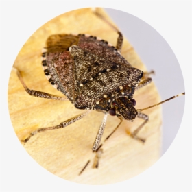 Stink Bugs Stink Bugs Are An Invasive Species That - Stink Bugs Nh, HD Png Download, Free Download
