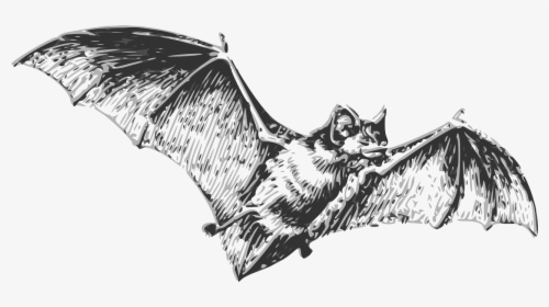 Bat Black And White, HD Png Download, Free Download