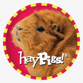 Guinea Pig Hay Pigs, HD Png Download, Free Download