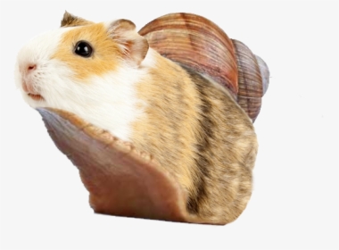 Guinea Pig And Snail, HD Png Download, Free Download