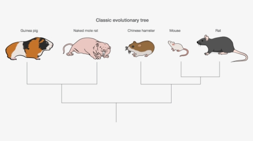Guinea Pig And Hamster Family Tree, HD Png Download, Free Download