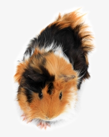 Pet-small Animals - Small Animals, HD Png Download, Free Download