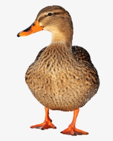 Fotomontaje, Aves Acuáticas, Pato, Fauna, Aves, Aves - Mallard, HD Png Download, Free Download