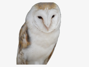 Owl Trademark Attorney Florida - Snowy Owl, HD Png Download, Free Download