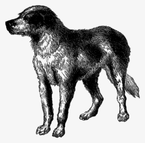 Vintage Dog Breed Boarhound Digital Download Animal - Natural Dog Clipart, HD Png Download, Free Download