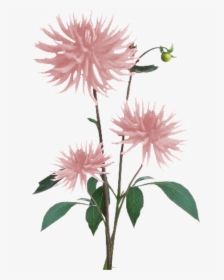 Aster Png, Transparent Png, Free Download